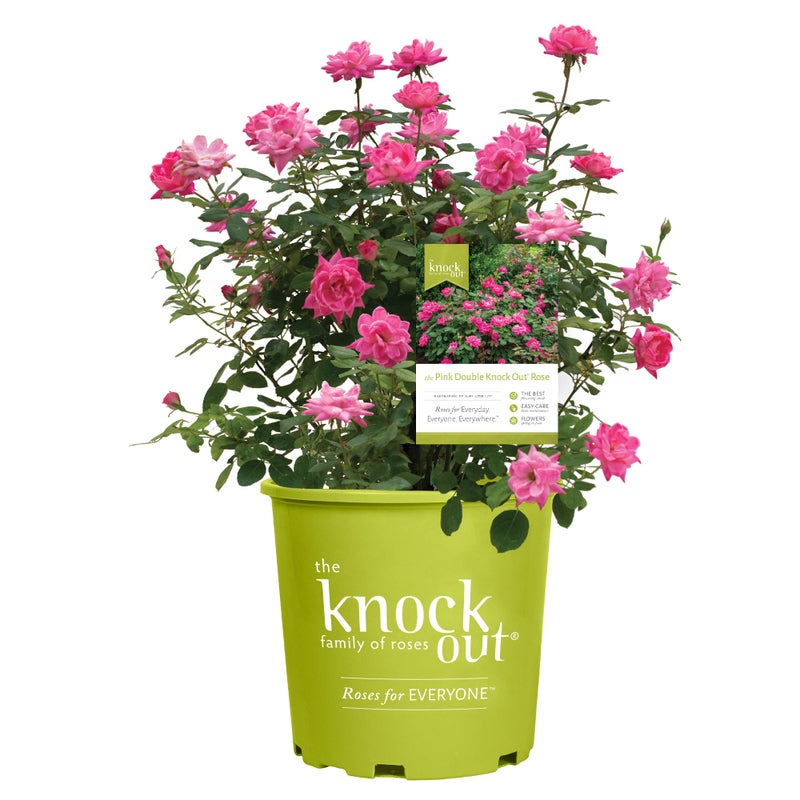 Knockout Knock Out 2 Gal. Double Pink Rose Shrub - Image 1
